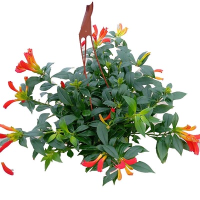 粉黛乱子草庭院植物9月细叶针茅