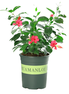 室内飘香藤绿植四季开花双喜盆栽