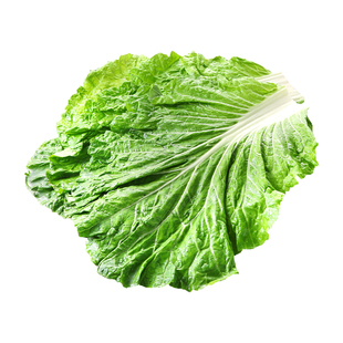 饭包菜叶东北大白菜叶饭包叶即食蘸酱蔬菜包饭菜新鲜绿叶子