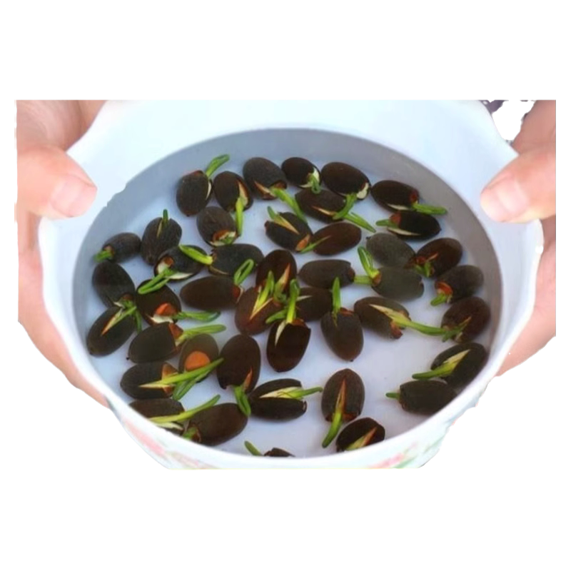 鱼缸装饰水草种子造景活体草缸浮萍植物懒人睡莲水草种籽碗莲种孑