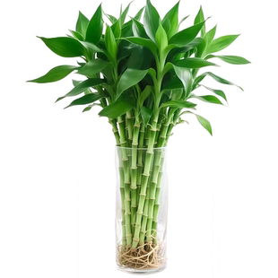 水养文昌竹4支金榜题名带根富贵竹水培植物办公室内桌面绿植盆栽
