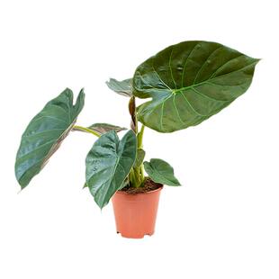 海蒂的花园旗舰店海芋盆栽办公室绿植阳台植物墙室内植物室内花