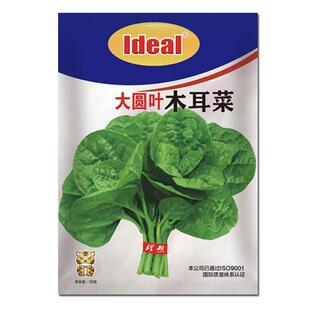 大叶木耳菜种子阳台盆栽菜种子四季木耳菜种子夏季耐热木耳菜种子