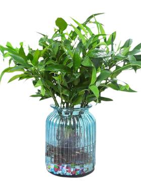 带根驱蚊竹柏富贵竹水培易活植物室内客厅绿植花卉盆栽四季常青