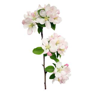 四季海棠花种子 多年生秋海棠 观赏绿植 抗热耐湿 易种 阳台盆栽