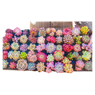 多肉植物 组合盆栽绿植花卉办公室内精品高端冷门稀有品种DIY套餐
