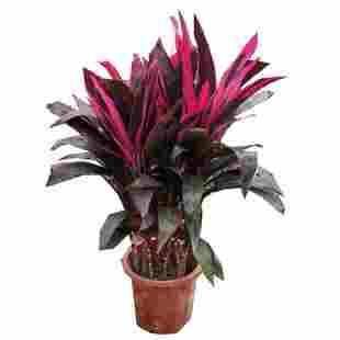 朱蕉植物盆栽 红叶朱蕉可水培 室内中大型观叶彩虹铁四季好养包邮