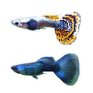 孔雀鱼红绿灯小型热带灯科鱼淡水观赏鱼生小鱼胎生鱼凤尾鱼包邮鱼