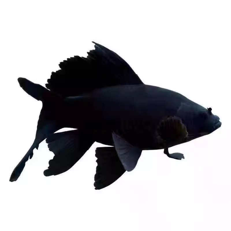 �����ǲݽ��� ���ֺ�ɫī�������� ������β ��ˮ�ͻ� ���������