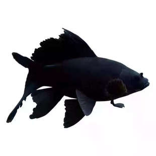 正品黑彗星草金鱼纯种黑色墨蝶蝴蝶鲤观赏鱼活体七鳍大尾冷水耐活