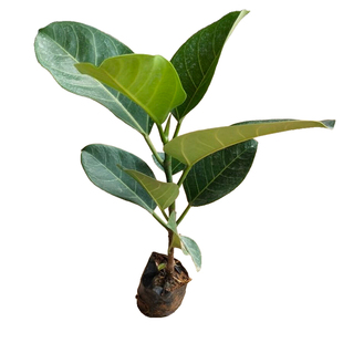 大叶榕树苗高山榕苗四季常青耐寒榕树观赏名贵盆景苗室内盆栽绿植