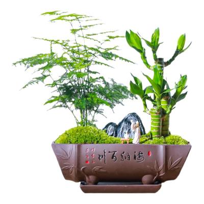 文竹室内茶室绿植微景观