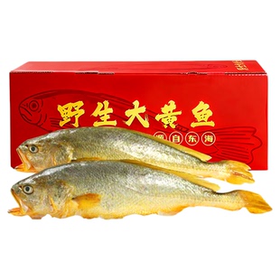 舟山深海野生大黄鱼礼盒装年货过年送礼海鲜大礼包东海野生黄花鱼