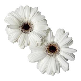 史努比弗朗花鲜花云南基地直发家用水培插花非洲菊扶郎花鲜切花