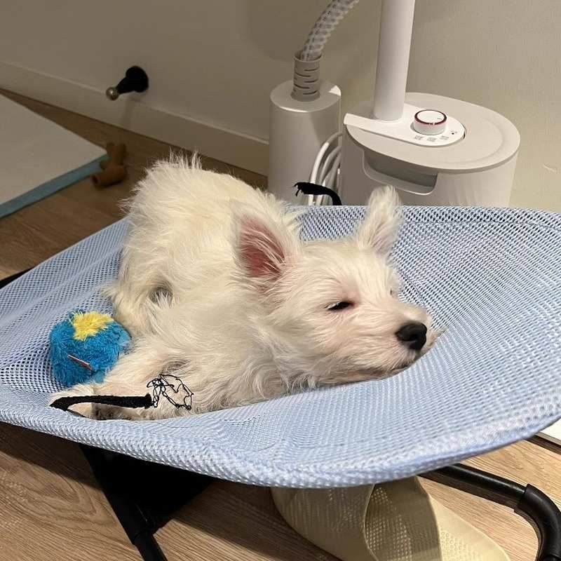 【拒绝潮湿】狗狗摇摇椅宠物夏季离地防潮窝创意透气网兜猫咪睡垫