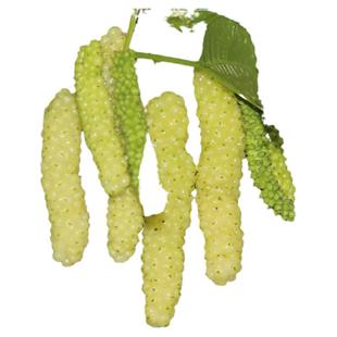 香金葚果桑苗白长白桑葚苗桑树苗桑果桑葚树苗盆栽果树嫁接苗