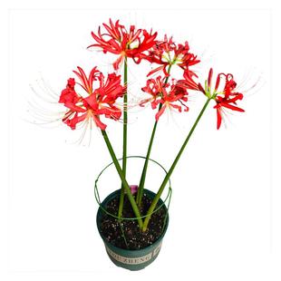 3倍体红花 湖北石蒜 彼岸花种球 彼岸花种子 曼珠沙华 盆栽花卉