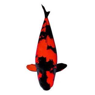 精品日本纯种绯写锦鲤活体宠物观赏鱼冷淡水金鱼好养耐活孔雀昭和