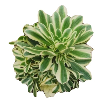 迈巴赫法师绿羊绒超白贵货多肉