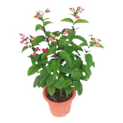 龙吐珠盆栽红萼龙吐珠爬藤花卉