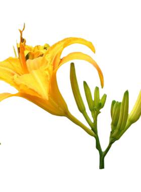 黄花菜苗四季种植食用