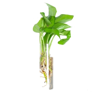 创意壁挂式花瓶 透明水培绿萝玻璃瓶 家居悬挂装饰吊瓶插花工艺品