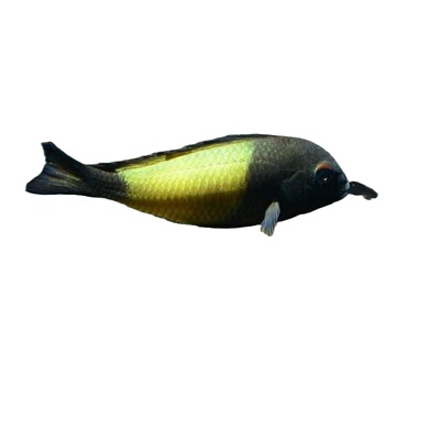 三湖慈鲷黄宽带珍珠蝴蝶热带鱼