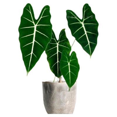 绿天鹅海芋天鹅绒竹芋稀有特级进口室内阳台庭院热植入门绿植盆栽