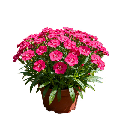 石竹带花苞欧石竹康乃馨盆栽耐寒花镜庭院花园阳台四季养多年生花