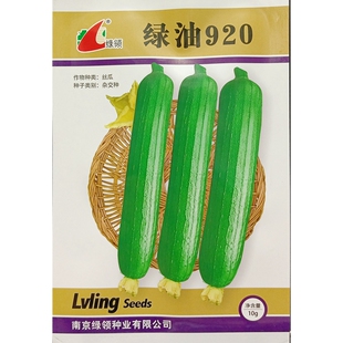 绿领绿油920号丝瓜种子短型长约25厘米早熟杂交亮皮水瓜黑籽10克