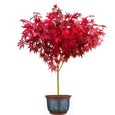 四季红原生三季中国红枫日本红枫