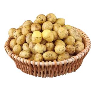 云南高山小土豆5斤包邮新鲜蔬菜富硒黄心士豆迷你洋芋珍珠马铃薯3
