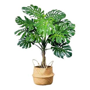 龟背竹客厅大盆栽老桩大叶室内客厅大型绿植开背提跟植物四季好养