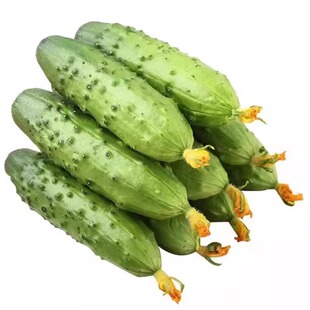 顺丰包邮 云南本地农家新鲜小旱黄瓜蔬菜水果生吃蘸酱老品种现摘