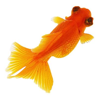 龙睛金鱼活鱼红龙睛国粹观赏鱼新手好养易耐活冷水淡水鱼锦鲤鱼苗