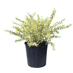 银姬小蜡球树苗庭院耐寒四季常青彩叶绿化色块花镜植物金姬水蜡球