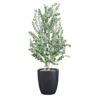 银叶金合欢树苗 澳洲合欢树苗庭院行道绿化金合欢苗开花风景树种