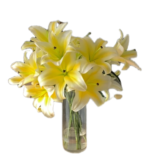 黄天霸百合花鲜花黄色香水百合多头云南基地直发家用插瓶水养花卉