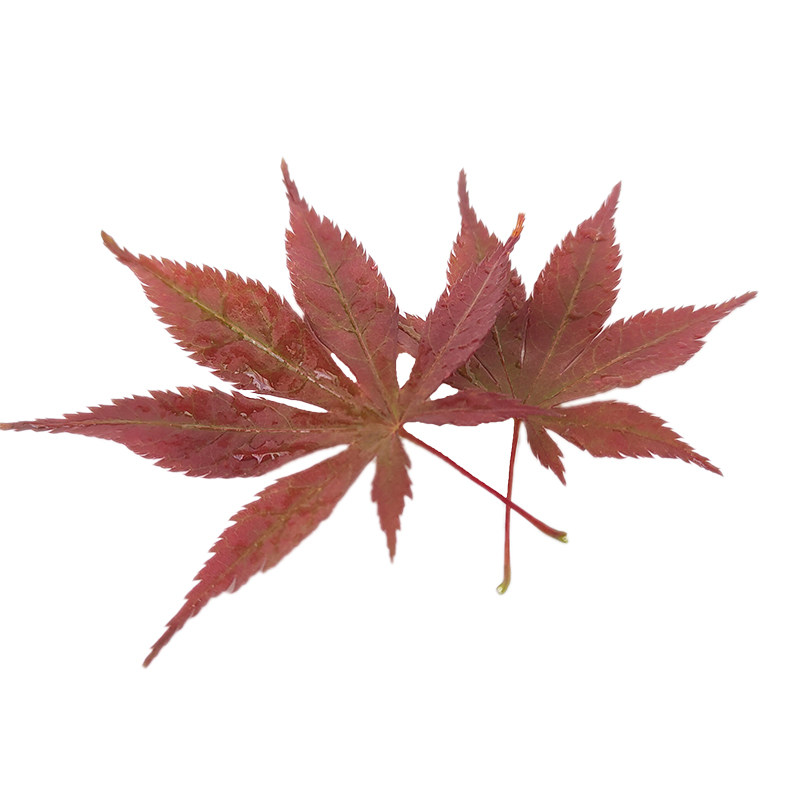 新鲜红枫叶枫树叶西餐摆盘装饰