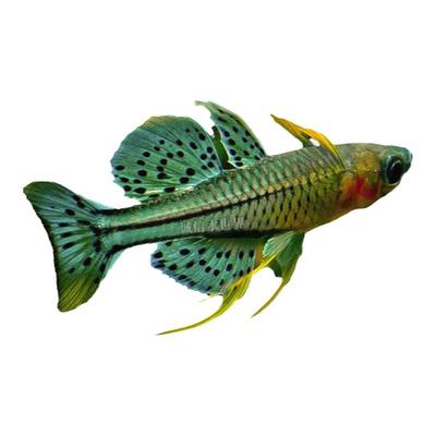 大帆阿鲁珍珠热带观赏鱼淡水鱼
