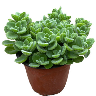 碰碰香花盆栽一抹香喷喷香随手室内蚊多肉老桩植物香味净化空气