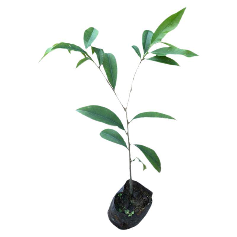 正宗奇楠沉香树苗新鲜绿植实生苗绿化树苗名贵树苗地盆栽名贵苗木