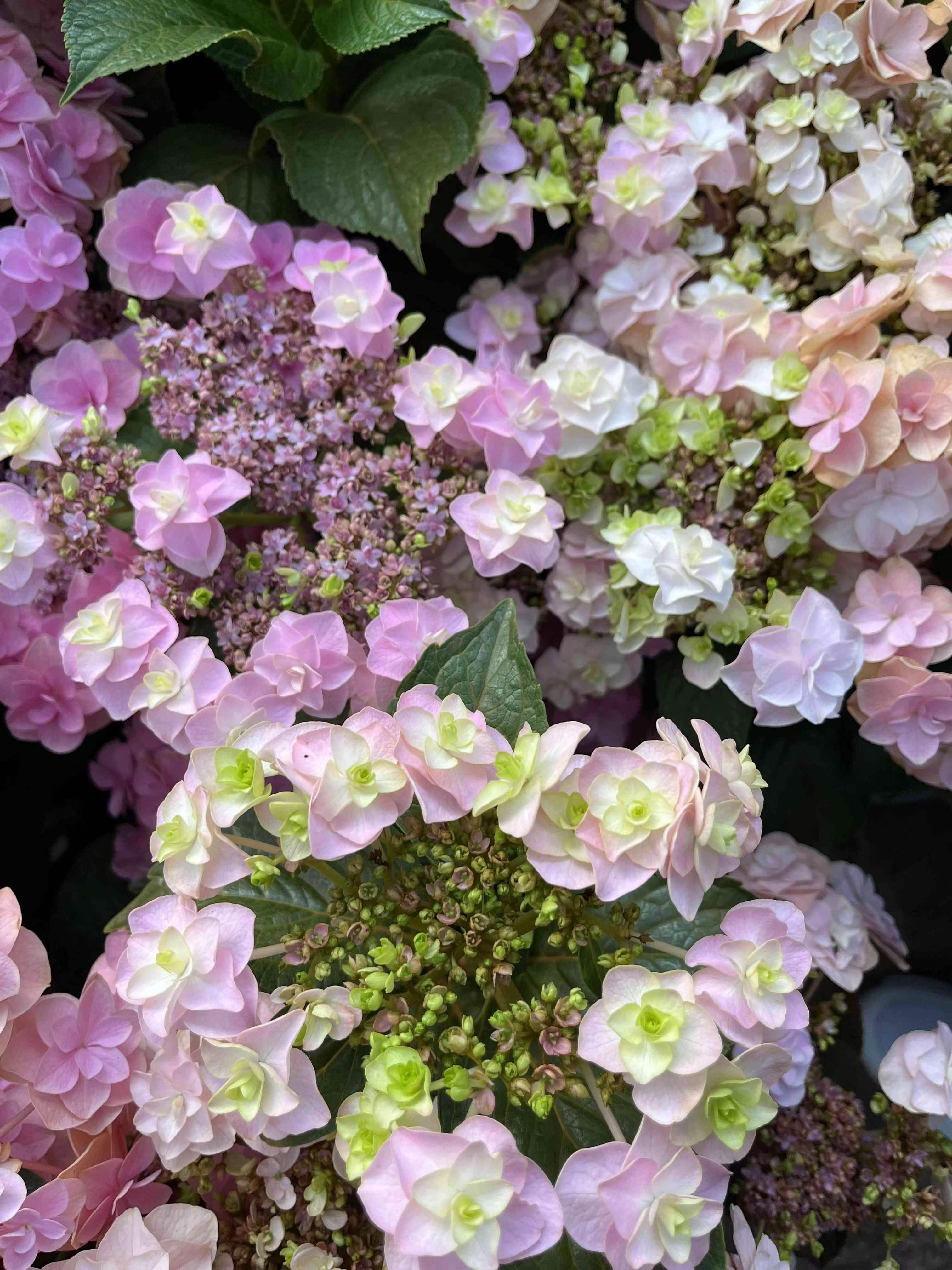 绣球花苗无尽夏落跑新娘绣球盆栽带花植物阳台绿植庭院花卉带花苞