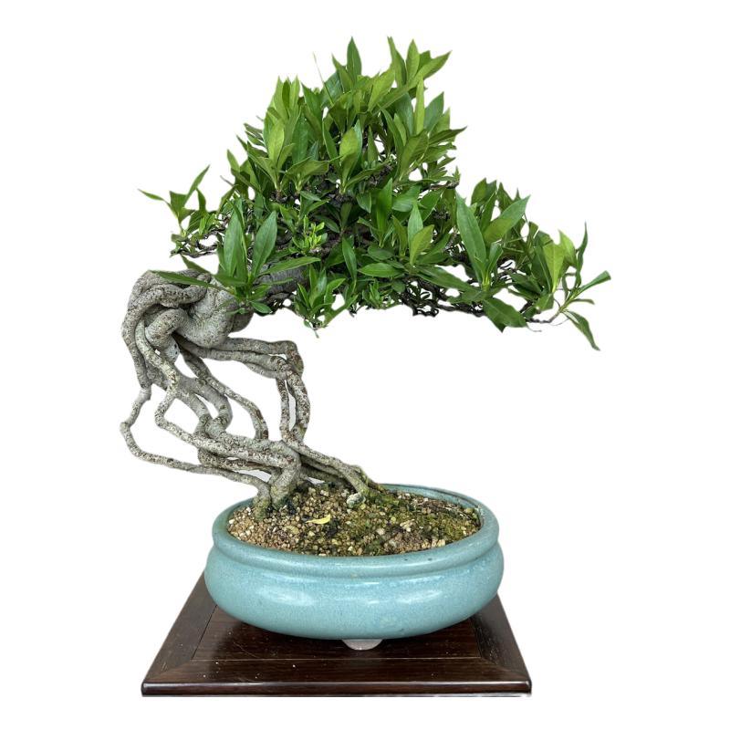 中国记忆盆景清誉栀子花盆景花果小品盆栽绿植进口现货