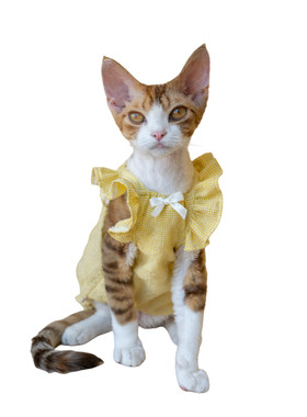 GINGERAIN 多巴胺皱皱棉小裙子德文猫衣服无毛猫抗皱泡泡纱格子裙