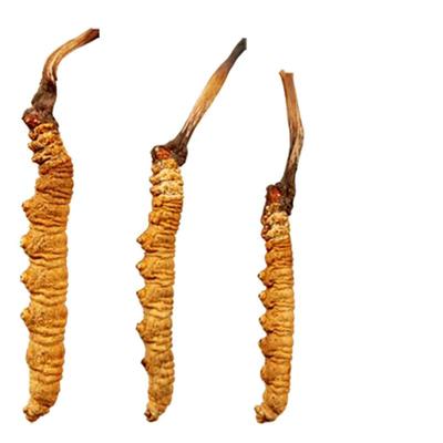 正品西藏那曲新鲜2023冬虫夏草