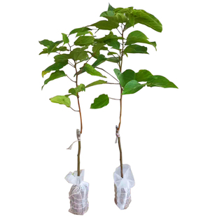 拐枣万寿果树苗嫁接实生苗庭院行道花园植物绿植园艺果树