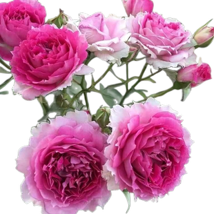 无刺 天方夜谭月季 灌木特大花浓香多头四季开花庭院露台花卉盆栽