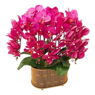 双花剑蝴蝶兰盆栽兰花大苗带花剑带花苞客厅花苗室内花好养易成活