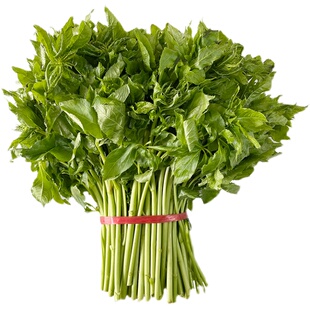 刺果棒东北特产山野菜刺五加每天现摘500g顺丰包邮山菜刺拐棒